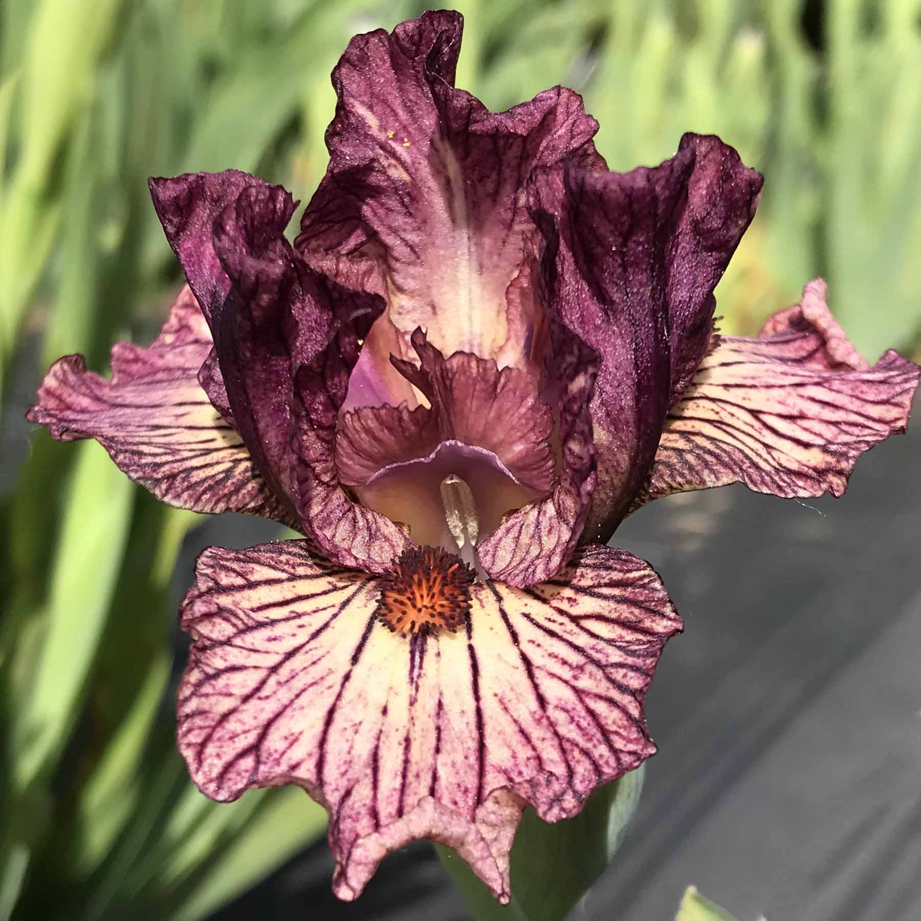 LINES IN THE SAND. .jpg